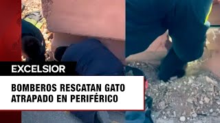 Bomberos arman operativo por gato ‘curioso’ atorado en el periférico de Chihuahua [upl. by Undry]