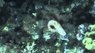 Blotched Snailfish in Zhemchug Canyon [upl. by Nadabus]