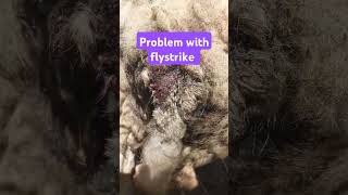 1908 A problem with flystrike newzealand sheepproblems [upl. by Enilarac]