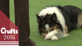 Heelwork to Music  Freestyle International Competition Part 2  Crufts 2016 [upl. by Vasileior]