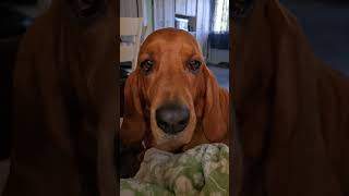 Someone told me that my soul mate would text me Not my voice Basset Hound Pitty doggie humor [upl. by Sirama800]