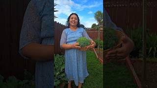 Broccoli Harvest  ബ്രോക്കോളി വിളവെടുപ്പ് broccoli homegarden harvest homegrown shorts [upl. by Taka]