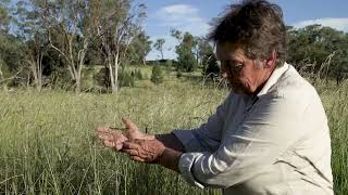 Identifying Paddock lovegrass Eragrostis leptostachya with Dr Judi Earl [upl. by Rhiana]