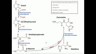 Exercise Physiology  BetaAlanine Carnosine Biosynthesis amp Functions [upl. by Horter57]