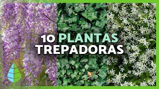 10 PLANTAS TREPADORAS para EXTERIOR 🌿🌸  Para Pérgolas Muros y Paredes [upl. by Eronaele512]