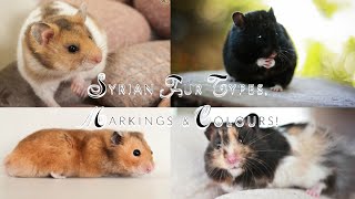 Syrian Hamster Fur Types Markings amp Colours [upl. by Aramen894]