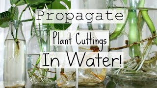 How To Propagate Houseplants From Cuttings  How To Water Propagate Indoor Plants [upl. by Ressler]