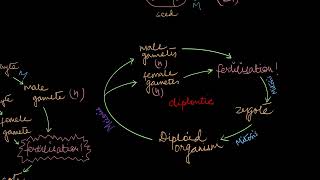 Alternation of Generations  Plant Kingdom  Biology  Khan Academy [upl. by Blondie]