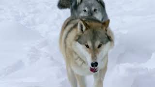 How Wolves Saved Yellowstone [upl. by Yellek]