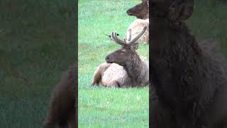 Bull Elk Shedding Their Winter Coat and Their Antlers Are Growing Back Rapidly animalshorts [upl. by Lua885]