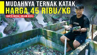 Ternak Katak Lembu Hanya Modal Kolam Kecil Bikin Tajir Irit Pakan amp Bisa Di Ekspor [upl. by Nalak]