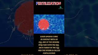 What is fertilization Fertilization क्या है reproduction [upl. by Oicnaneb]