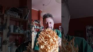 Italian 🇮🇹 Cordyceps militaris new strain mushroom rice medicinal exotic farming regenerative [upl. by Columbine]