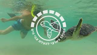 צבי ים צעירים מסובכים בשקי פלסטיק Sea Turtles and Plastic sacks [upl. by Boehike]