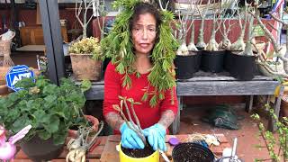 Desert rose how to save after root rot [upl. by Dlaregztif727]