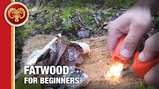 Fatwood for Beginners How to start a fire with fatwood and ferro rod [upl. by Selym]