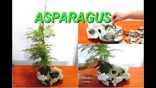 How to make Asparagus Bonsai in Stone [upl. by Alram987]