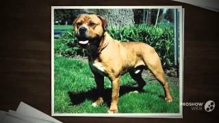 American Bull Molosser Dog breed [upl. by Akinhoj]