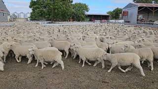 Creighton 2nd X Lambs A 5th Nov [upl. by Ahsilrac736]