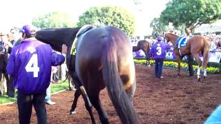 Zenyatta Dancing Before 2009 BreedersCup Classic [upl. by Lolande]