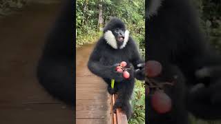 Gibbons Joyful Treat Time Sweet Moments wildlife pets short [upl. by Safier552]