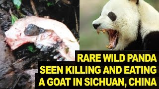 Rare Wild Panda Seen Eating GOAT In China [upl. by Yeknarf]