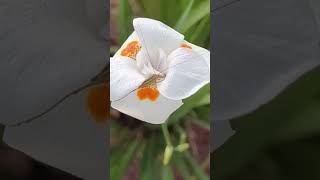 Dietes bicolor – moreia bicolorbeutifull insects dietesbeutifull flowersnature andersonmalu [upl. by Cohligan]