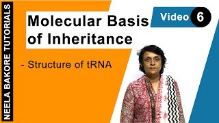 Molecular Basis of Inheritance  NEET  Structure of tRNA  Neela Bakore Tutorials [upl. by Airol895]