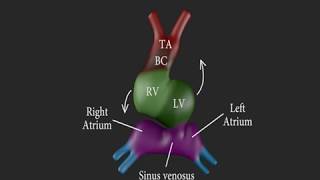 Development of the Heart 3D [upl. by Inalawi]