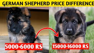 German Shepherd Price Difference 2022  german shepherd puppy price [upl. by Onnem239]