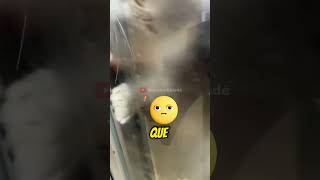 Este chico se quedó encerrado en el balcón de su casa y pasó esto [upl. by Alleram761]