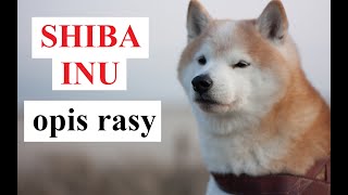 SHIBA INU  OPIS RASY charakter zdrowie historia wady i zalety [upl. by Ahsenrac]