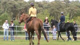 Demonstration Natural Walking Horses in Belgium [upl. by Roth]