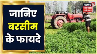 Berseem Farming। बरसीम की उन्नत खेती करके पाएं अधिक हरा चारा। Annadata। Hara Chara Ki Kheti [upl. by Elmira]