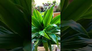 Dracaena Janet Craig [upl. by Hildick28]