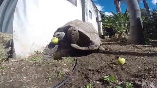 TORTUGA GIGANTE Aldabra Giant Tortoise [upl. by Haymo]