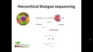 Hierarchial shotgun sequencing [upl. by Steward]