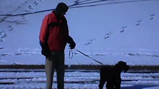 Giant Schnauzer Puppy grows up in the Snow  5 [upl. by Madonna]