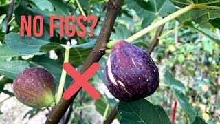 The 1 Reason Your Fig Tree Isnt Fruiting amp How to Fix it [upl. by Sirred]