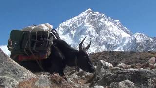 Himalaya  The Yaks of Mt Everest [upl. by Frodi558]