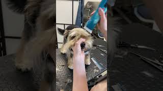 Grooming a rescued matted dog [upl. by Enrica]