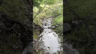 Creek at Whitney Canyon Falls Trail [upl. by Lillian]