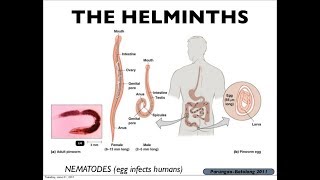 Microbiology of Eukaryotes Helminths [upl. by Oehsen]