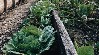 Belize Permaculture Farm and Garden [upl. by Viki]