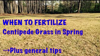 WHEN to fertilize Centipede Grass lawncare [upl. by Mercola]