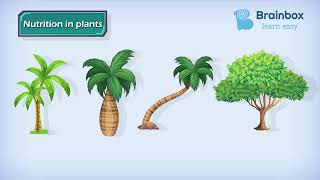 CBSE VII SCIENCE LESSON 01 NUTRITION IN PLANTS PHOTOSYNTHESIS PART 02  BRAINBOX SCHOOL [upl. by De]