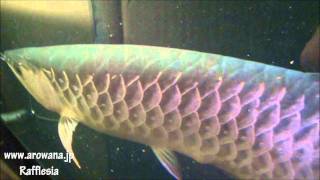 アジアアロワナ産卵 ２ 【2011JUN 25】 Arowana Breeding [upl. by Bobker859]