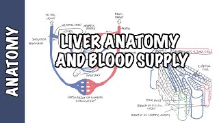 Liver Anatomy and Blood Supply [upl. by Austreng893]