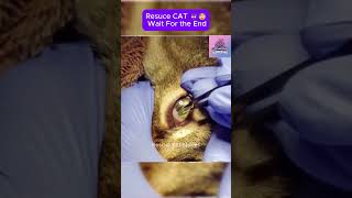 Rescue cat  wait for the end CatRescue RescueCat cat pets rescue [upl. by Nylear]