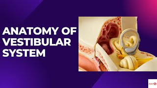 ANATOMY OF VESTIBULAR SYSTEMWHAT ARE SEMICIRCULAR CANALSVESTIBULAR DISORDERS [upl. by Highams]